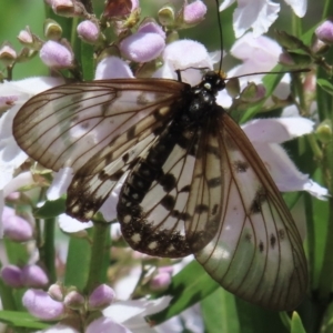 Acraea andromacha at Acton, ACT - 26 Nov 2022