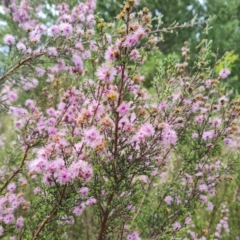 Kunzea parvifolia (Violet Kunzea) at Jerrabomberra, ACT - 26 Nov 2022 by Mike