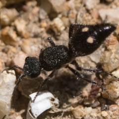 Ephutomorpha bicolorata (Mutillid wasp or velvet ant) at Googong Foreshore - 26 Nov 2022 by patrickcox