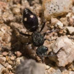 Ephutomorpha bicolorata at Googong Foreshore - 26 Nov 2022