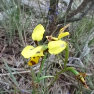 Diuris sulphurea at O'Connor, ACT - 23 Nov 2022