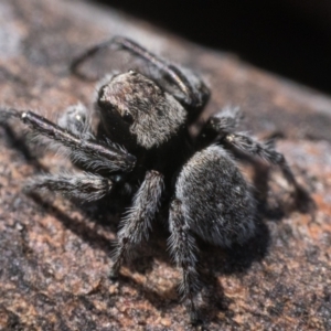 Maratus vespertilio at Yarrow, NSW - 26 Nov 2022