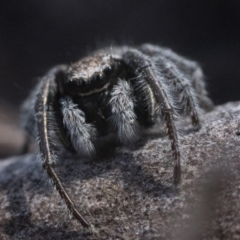 Maratus vespertilio at Yarrow, NSW - 26 Nov 2022