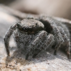 Maratus vespertilio at Yarrow, NSW - 26 Nov 2022