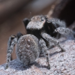 Maratus vespertilio at Yarrow, NSW - 26 Nov 2022