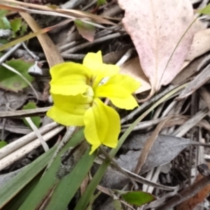 Goodenia hederacea at O'Connor, ACT - 23 Nov 2022