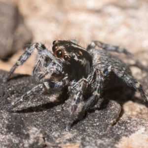 Maratus plumosus at Yarrow, NSW - 26 Nov 2022