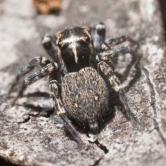 Maratus plumosus at Yarrow, NSW - 26 Nov 2022