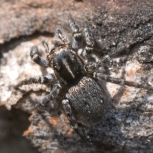 Maratus plumosus at Yarrow, NSW - 26 Nov 2022