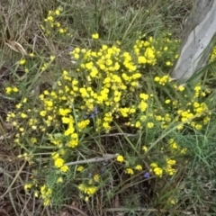 Gompholobium huegelii (pale wedge–pea) at O'Connor, ACT - 23 Nov 2022 by AndyRussell