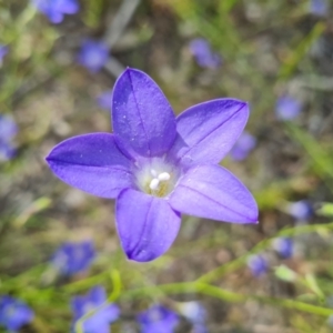 Wahlenbergia stricta subsp. stricta at Isaacs, ACT - 26 Nov 2022 05:10 PM