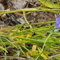 Wahlenbergia stricta subsp. stricta at Isaacs, ACT - 26 Nov 2022 05:10 PM