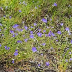 Wahlenbergia stricta subsp. stricta at Isaacs, ACT - 26 Nov 2022 05:10 PM