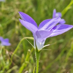 Wahlenbergia stricta subsp. stricta at Isaacs, ACT - 26 Nov 2022 05:10 PM