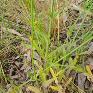 Wahlenbergia stricta subsp. stricta at Isaacs, ACT - 26 Nov 2022 05:10 PM