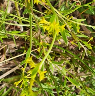 Pimelea curviflora (Curved Rice-flower) at Jerrabomberra, ACT - 26 Nov 2022 by Mike