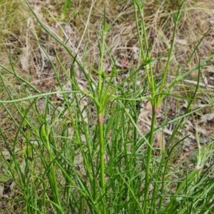 Eryngium ovinum at Jerrabomberra, ACT - 26 Nov 2022