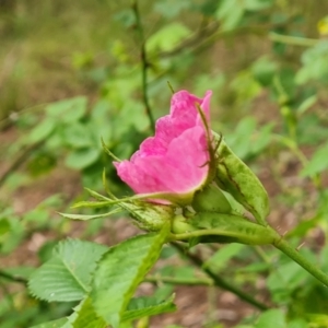 Rosa rubiginosa at Jerrabomberra, ACT - 26 Nov 2022