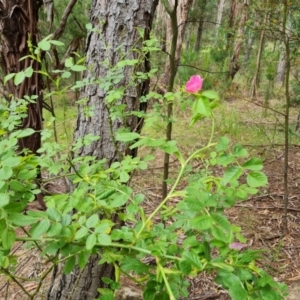 Rosa rubiginosa at Jerrabomberra, ACT - 26 Nov 2022