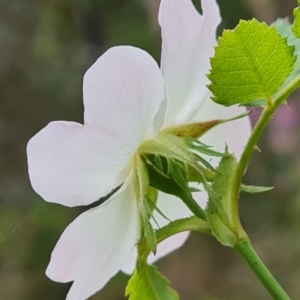 Rosa canina at Jerrabomberra, ACT - 26 Nov 2022 04:41 PM