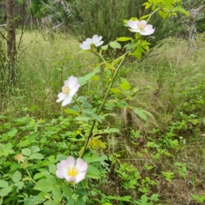 Rosa canina at Jerrabomberra, ACT - 26 Nov 2022