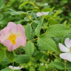 Rosa canina at Jerrabomberra, ACT - 26 Nov 2022