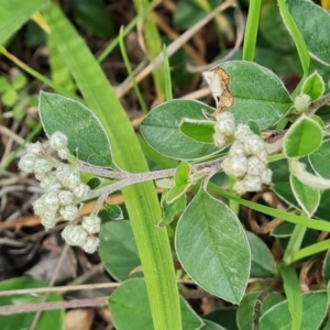 Cotoneaster pannosus at Isaacs, ACT - 26 Nov 2022