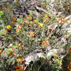 Pultenaea procumbens at O'Connor, ACT - 23 Nov 2022 12:04 PM