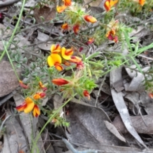 Pultenaea procumbens at O'Connor, ACT - 23 Nov 2022 12:04 PM