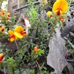 Pultenaea procumbens at O'Connor, ACT - 23 Nov 2022 12:04 PM