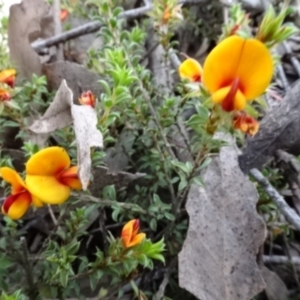 Pultenaea procumbens at O'Connor, ACT - 23 Nov 2022 12:04 PM