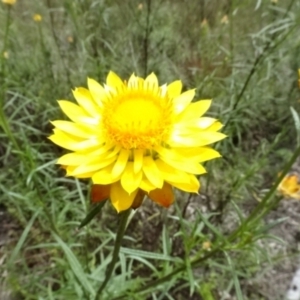 Xerochrysum viscosum at O'Connor, ACT - 23 Nov 2022