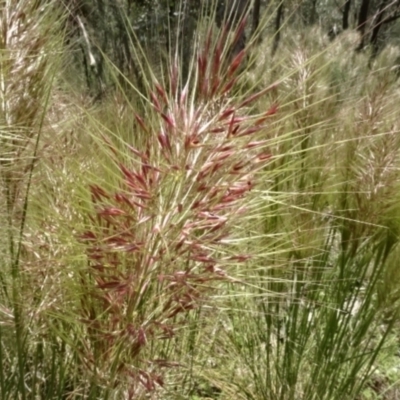 Austrostipa densiflora (Foxtail Speargrass) at O'Connor, ACT - 23 Nov 2022 by AndyRussell