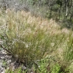 Austrostipa densiflora at O'Connor, ACT - 23 Nov 2022