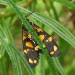Asura lydia at Molonglo Valley, ACT - 26 Nov 2022 03:13 PM