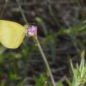 Eurema smilax at Acton, ACT - 26 Nov 2022 02:33 PM