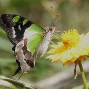 Graphium macleayanum at Acton, ACT - 26 Nov 2022 02:31 PM