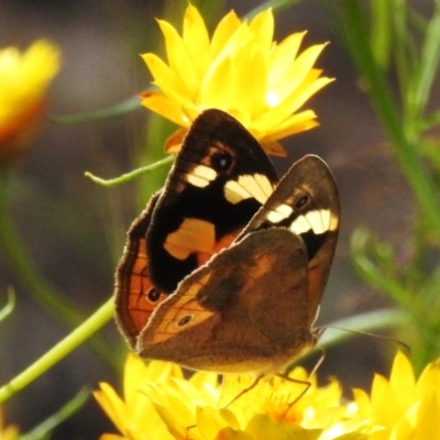 Heteronympha merope (Common Brown Butterfly) at ANBG - 26 Nov 2022 by JohnBundock