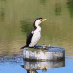 Microcarbo melanoleucos (Little Pied Cormorant) at Molonglo Valley, ACT - 26 Nov 2022 by MatthewFrawley