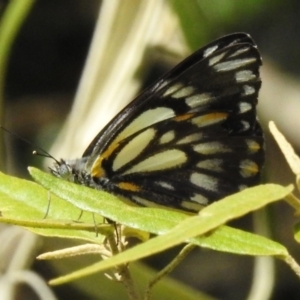 Belenois java at Acton, ACT - 26 Nov 2022 02:20 PM