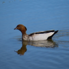 Chenonetta jubata (Australian Wood Duck) at National Arboretum Forests - 25 Nov 2022 by MatthewFrawley