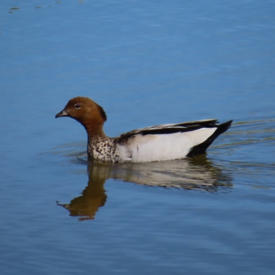 Chenonetta jubata (Australian Wood Duck) at National Arboretum Forests - 25 Nov 2022 by MatthewFrawley