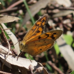 Heteronympha merope (Common Brown Butterfly) at Hawker, ACT - 26 Nov 2022 by MatthewFrawley