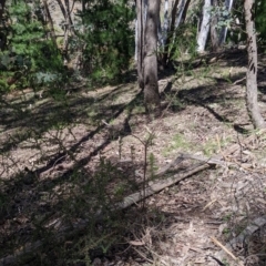 Acacia paradoxa at Rosewood, NSW - 25 Nov 2022