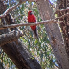 Platycercus elegans (Crimson Rosella) at Coppabella, NSW - 25 Nov 2022 by Darcy