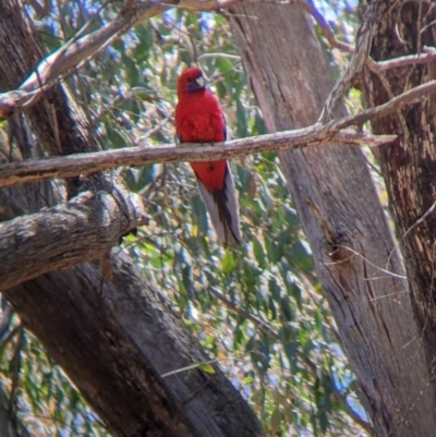 Platycercus elegans (Crimson Rosella) at Coppabella, NSW - 25 Nov 2022 by Darcy