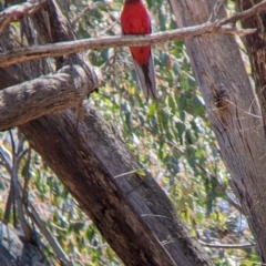 Platycercus elegans at Coppabella, NSW - 25 Nov 2022