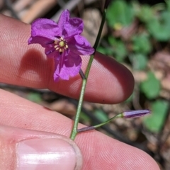 Arthropodium strictum (Chocolate Lily) at Coppabella, NSW - 25 Nov 2022 by Darcy