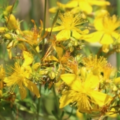 Hypericum perforatum (St John's Wort) at Jerrabomberra Wetlands - 25 Nov 2022 by RodDeb