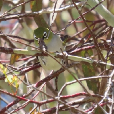 Zosterops lateralis (Silvereye) at Fyshwick, ACT - 25 Nov 2022 by RodDeb